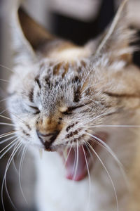 Close-up of a cat with eyes closed