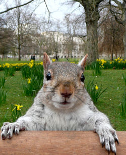 Close-up portrait of squirrel at st james park