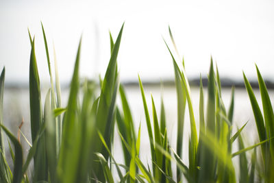 Close-up of fresh green grass in field against sky