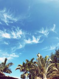 Low angle view of palm trees against blue sky