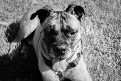 High angle portrait of dog on field