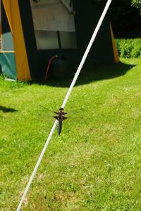 Boy holding swing in grass