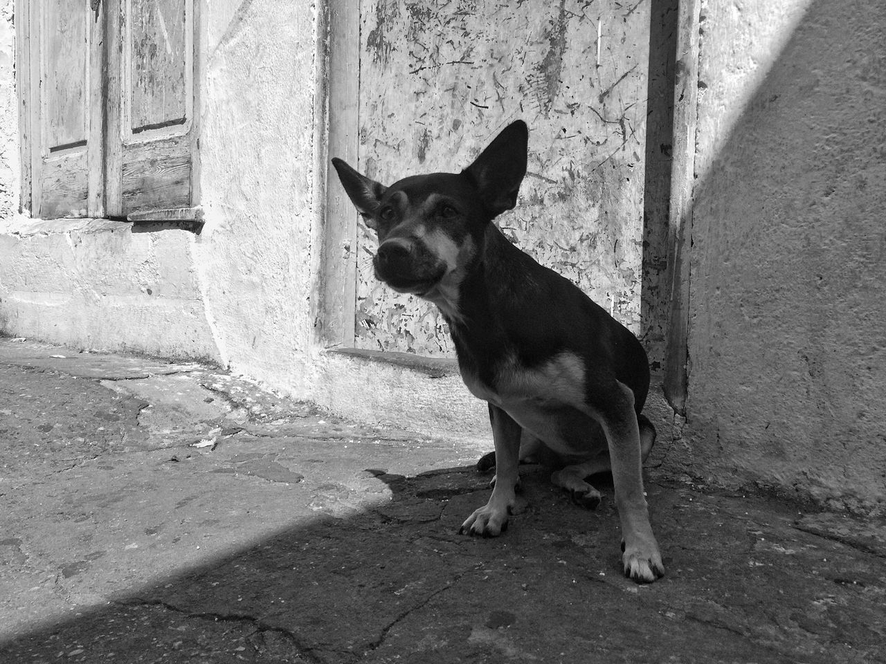 pets, animal themes, one animal, domestic animals, mammal, dog, sitting, full length, cat, looking away, wall - building feature, domestic cat, portrait, standing, built structure, feline, zoology, street, outdoors