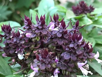 Close-up of purple flowers