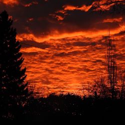 Silhouette trees against orange sky