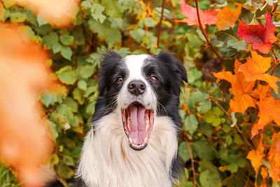 Close-up of dog