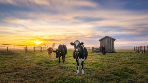 Horses standing on field against sky during sunset