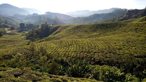 Tea plantation under morning sunlight