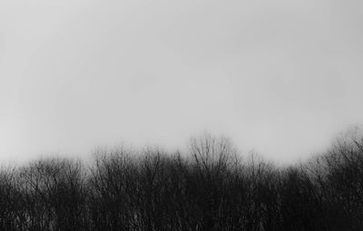 Scenic view of field against clear sky