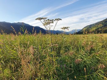 Plants growing on field against sky