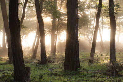 Trees in forest