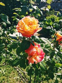 Close-up of orange flowers blooming outdoors