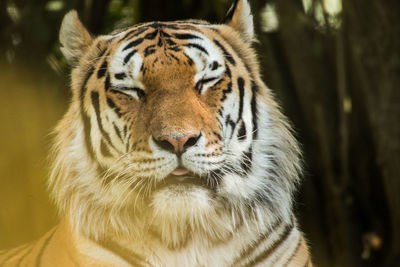 Close-up of a tiger