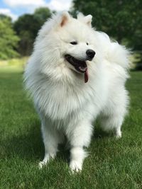 Close-up of dog sticking out tongue on grass