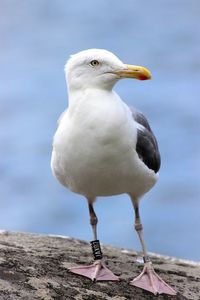 Close-up of bird against sky