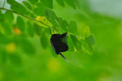 Close-up of insect on leaf