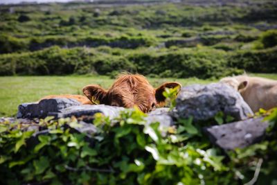 Close up of an animal on grass