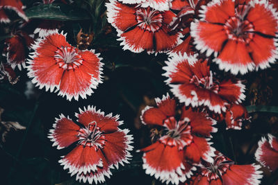 Close-up of red flowers