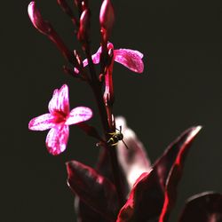 Close-up of pink flowers blooming against black background