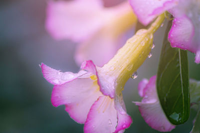 Close-up of wet pink rose flower