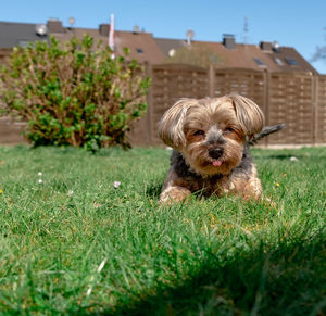 Portrait of dog on field