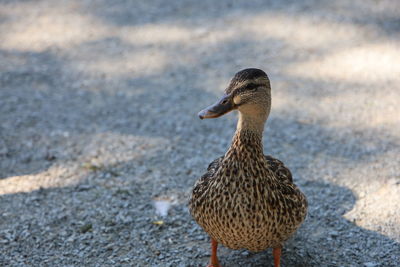 Close-up of a duck on gravel path