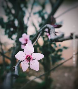 Close-up of pink cherry blossoms