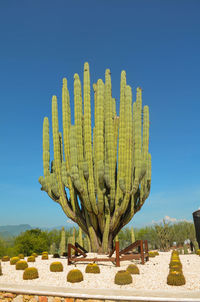 Cactus growing on field against clear blue sky