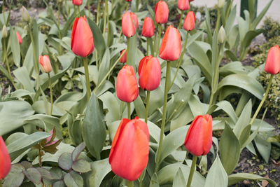 Red tulips in bloom