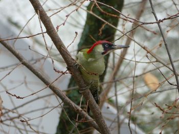 Close-up of bird perching on branch