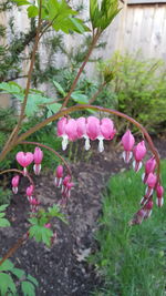 Close-up of pink flowers blooming on tree