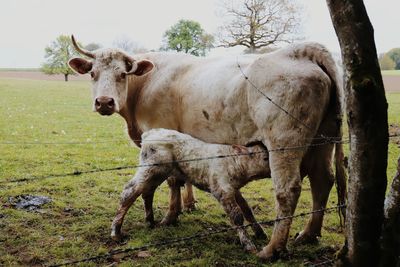 Portrait of cow standing on field