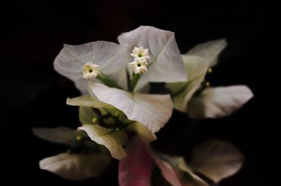 Close-up of white flowers against black background