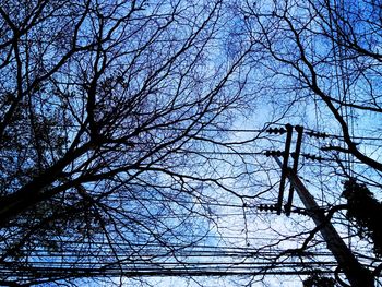 Low angle view of bare tree against sky