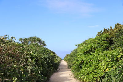 Footpath amidst plants against sky