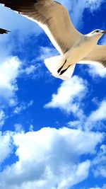 Low angle view of bird flying in sky