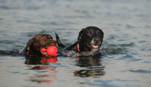 Portrait of black dog swimming in water