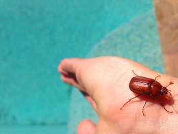 Close-up of insect on hand