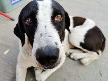 Close-up portrait of dog