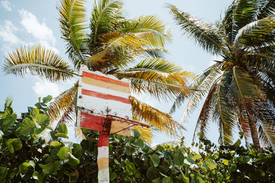 Low angle view of palm tree against sky