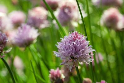 Close-up of purple flowers blooming outdoors