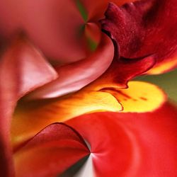 Extreme close up of red flower