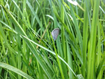 Butterfly on grass blade