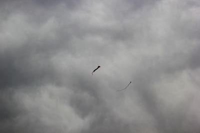 Low angle view of birds flying in sky