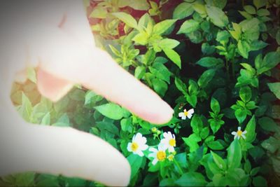 Close-up of woman hand flowers