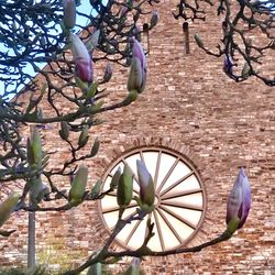 Close-up of purple flowering plant