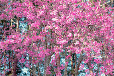 Low angle view of pink flowers blooming on tree