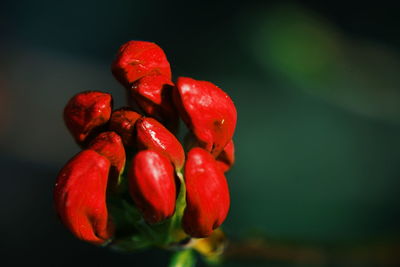 Close-up of red berries growing on plant