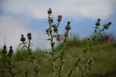 Close-up of thistle flowers