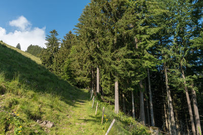 Low angle view of pine trees in forest against sky